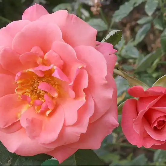 - - Trandafiri - Sandringham Centenary™ - 